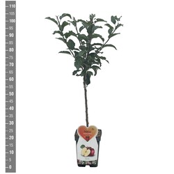 Naminė obelis (Lot Malus d.) 'Gloster' C5/P23 BUSH - nuotrauka 2