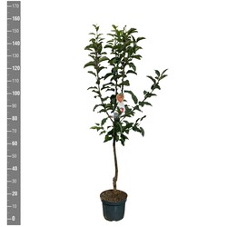 Naminė obelis (Lot Malus d.) 'Gloster' C7,5/P26 BUSH - nuotrauka 2