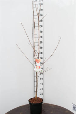 Naminė obelis (Lot Malus d.) 'Gravensteiner' C7,5/P26 BUSH - nuotrauka 1