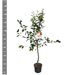 Naminė obelis (Lot Malus d.) 'Gravensteiner' C7,5/P26 BUSH - nuotrauka 2