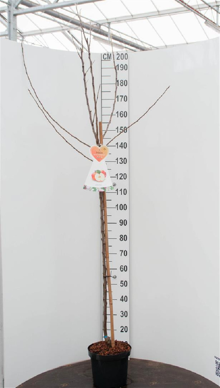 Naminė obelis (Lot Malus d.) 'Gravensteiner' C7,5/P26 KOTAS 120 CM | OBELYS | VAISMEDŽIAI - VAISKRŪMIAI