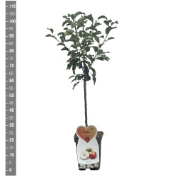 Naminė obelis (Lot Malus d.) 'James Grieve' C5/P23 BUSH - nuotrauka 2