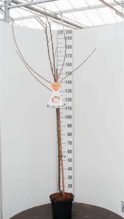 Naminė obelis (Lot Malus d.) 'James Grieve'  C7,5/P26 STIEBAS 120 CM - nuotrauka 1