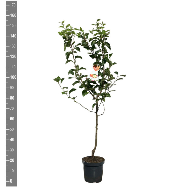 Naminė obelis (Lot Malus d.) 'Jonagold' C7,5/P26 BUSH
