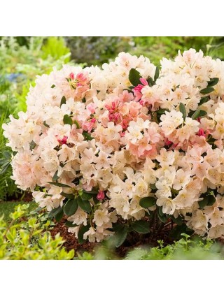 Rododendras (Lot Rhododendron) 'PERCY WISEMAN C5 50-60CM-RODODENDRAI-KRŪMAI