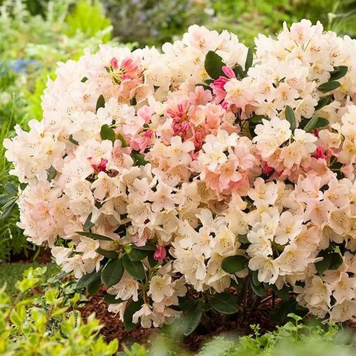 Rododendras (Lot Rhododendron) 'PERCY WISEMAN C5 50-60CM-RODODENDRAI-KRŪMAI