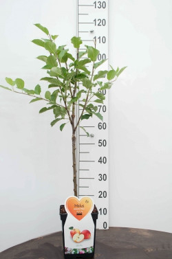 Naminė obelis (Lot Malus d.) 'Rode Boskoop' C5/P23 DECO