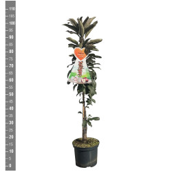 Naminė obelis (Lot Malus d.) 'Red Leaf' C5/P23 COLUMN - nuotrauka 2