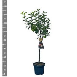 Naminė obelis (Lot Malus d.) 'Red Windsor' C7,5/P26 BUSH - nuotrauka 2