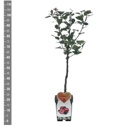 Naminė obelis (Lot Malus d.) 'Vitalstar' C5/P23 BUSH - nuotrauka 2
