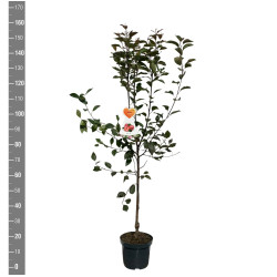Naminė obelis (Lot Malus d.) 'Vitalstar' C7,5/P26 BUSH - nuotrauka 2