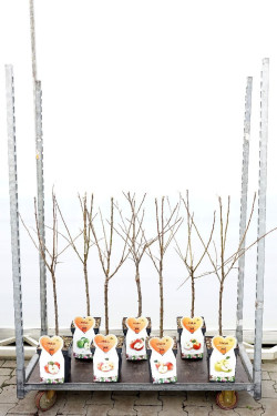 Naminė obelis MIX (Lot Malus d. in)  C5/P23 BUSH