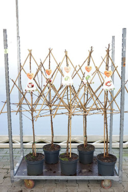 Naminė obelis MIX (Lot Malus d. in)  C7,5/P26 ESPALIER - nuotrauka 1
