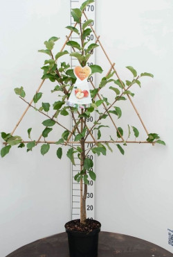 Naminė obelis MIX (Lot Malus d. in)  C7,5/P26 ESPALIER - nuotrauka 2