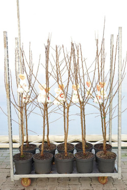 Naminė obelis MIX (Lot Malus d. in)  C7,5/P26 BUSH