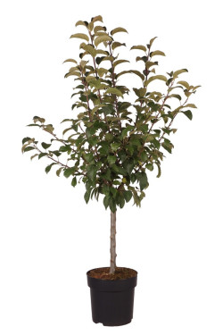 Obelis (Lot Malus) 'Evereste' C5/P23 80-100 CM
