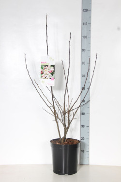 Obelis (Lot Malus) 'Evereste' C7,5/P26 80-100 CM
