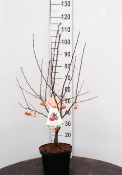 Obelis (Lot Malus) 'Evereste' C7,5/P26 BUSH - nuotrauka 1