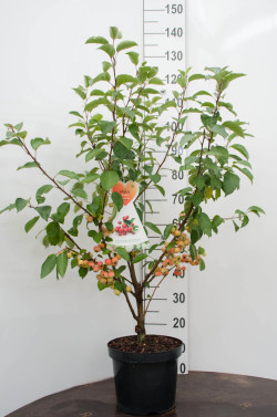 Obelis (Lot Malus) 'Evereste' C7,5/P26 BUSH - nuotrauka 2