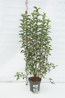 Obelis (Lot Malus) 'Evereste' C12 125-150 CM