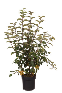Obelis (Lot Malus) 'Evereste' C5/P23 KOTAS 40 CM | OBELYS | VAISMEDŽIAI - VAISKRŪMIAI