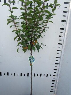 Obelis (Lot Malus) 'Evereste' C5/P23 STIEBAS 80 CM - nuotrauka 1