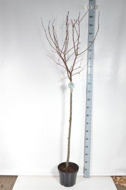 Obelis (Lot Malus) 'Evereste' C7,5/P26 STIEBAS 120 CM
