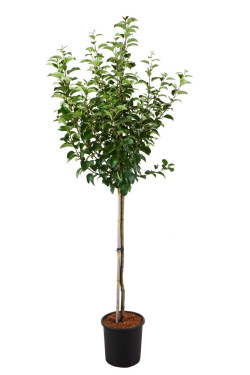 Obelis (Lot Malus) 'Evereste' C20 STIEBAS 125 CM