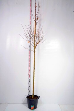 Obelis (Lot Malus) 'Evereste' C35 KOTO APIMTIS 10-12 CM | OBELYS | VAISMEDŽIAI - VAISKRŪMIAI