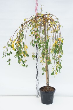 Obelis (Lot Malus) 'Fontana' C10 KOTAS 120 CM | OBELYS | VAISMEDŽIAI - VAISKRŪMIAI
