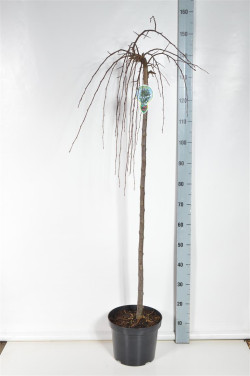 Obelis (Lot Malus) 'Fontana' C7,5/P26 STIEBAS 120 CM