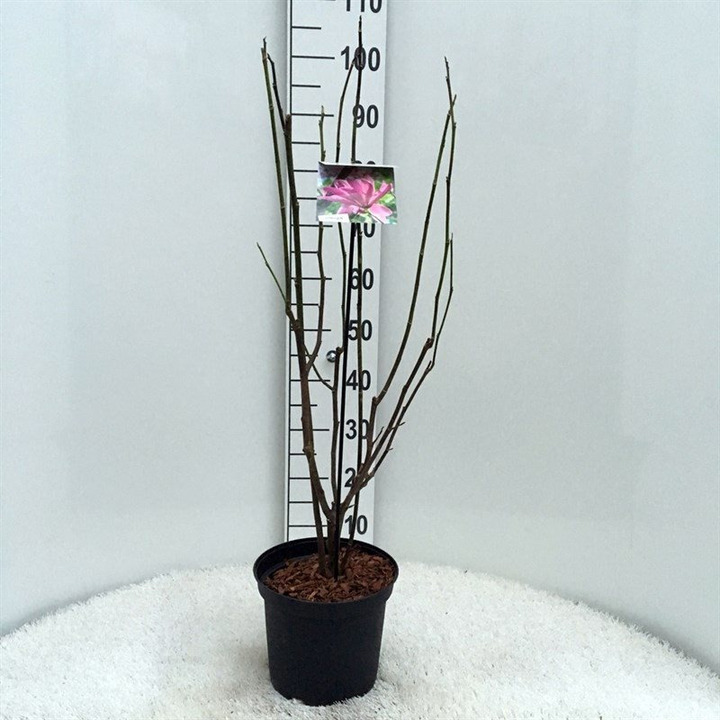 Magnolija (Lot Magnolia) 'Galaxy' C5/P23 60-80 CM