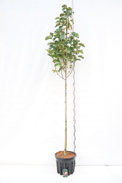Magnolija (Lot Magnolia) 'Galaxy' C50 KOTO APIMTIS 10-12 CM | MAGNOLIJOS | KRŪMAI