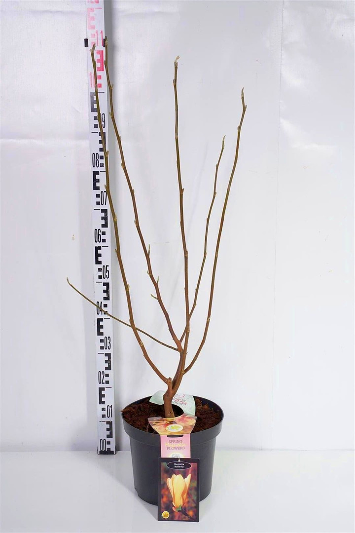 Magnolija (Lot Magnolia) 'Butterflies' C7,5/P26 100/+ CM 2-4 Branches