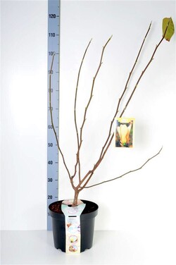 Magnolija (Lot Magnolia) 'Butterflies' C7,5/P26 100/+ CM 2-4 Branches - nuotrauka 2