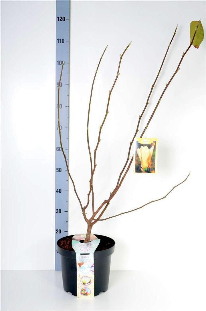 Magnolija (Lot Magnolia) 'Butterflies' C7,5/P26 100/+ CM 2-4 Branches