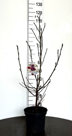 Magnolija (Lot Magnolia) 'Genie' C5/P23 40-50 CM