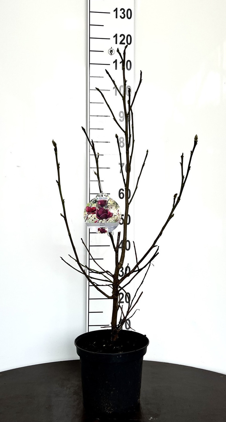 Magnolija (Lot Magnolia) 'Genie' C5/P23 40-50 CM