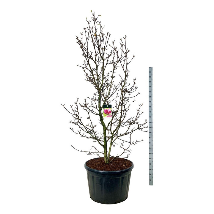 Magnolija (Lot Magnolia) 'Genie' C230 225-250 SOL