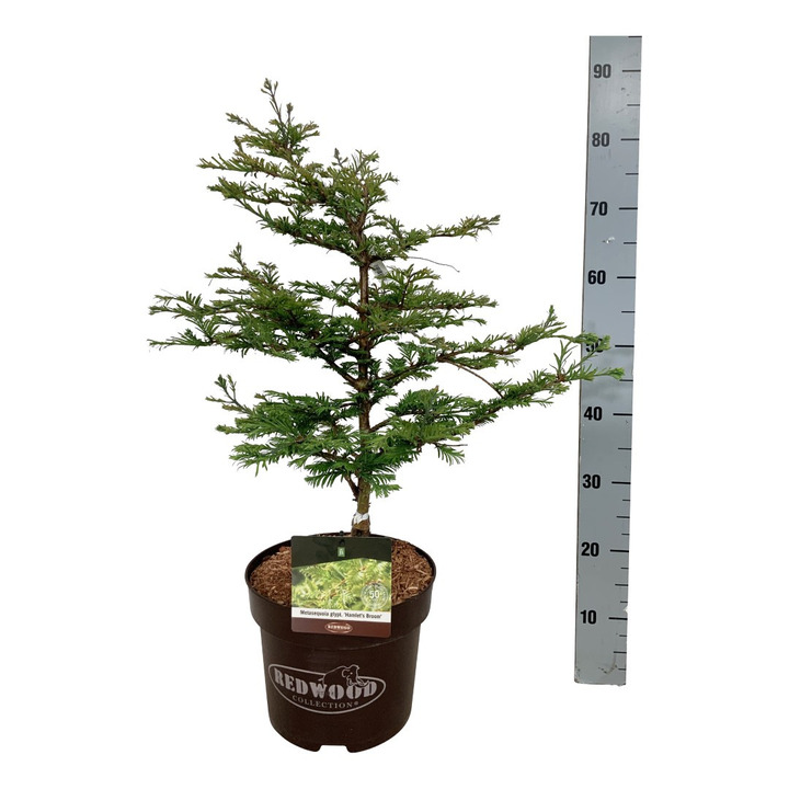 Metasekvoja tikroji (Lot Metasequoia glypt.) 'Hamlet's Broom' C7,5/P26 50-60 CM