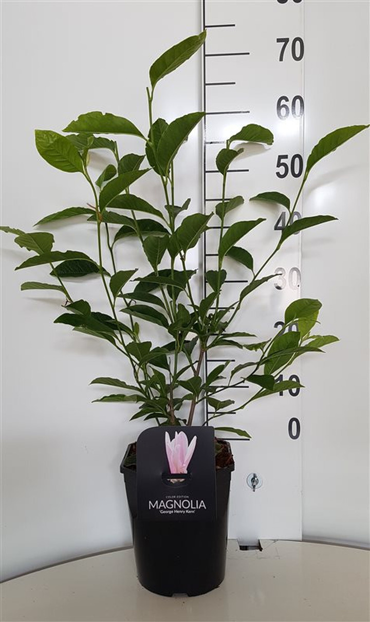 Magnolija (Lot Magnolia) 'George Henry Kern' C4,5/P22 50-60 CM