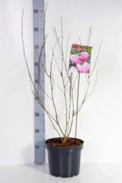 Magnolija (Lot Magnolia) 'George Henry Kern' C5/P23 50-70 CM | MAGNOLIJOS | KRŪMAI