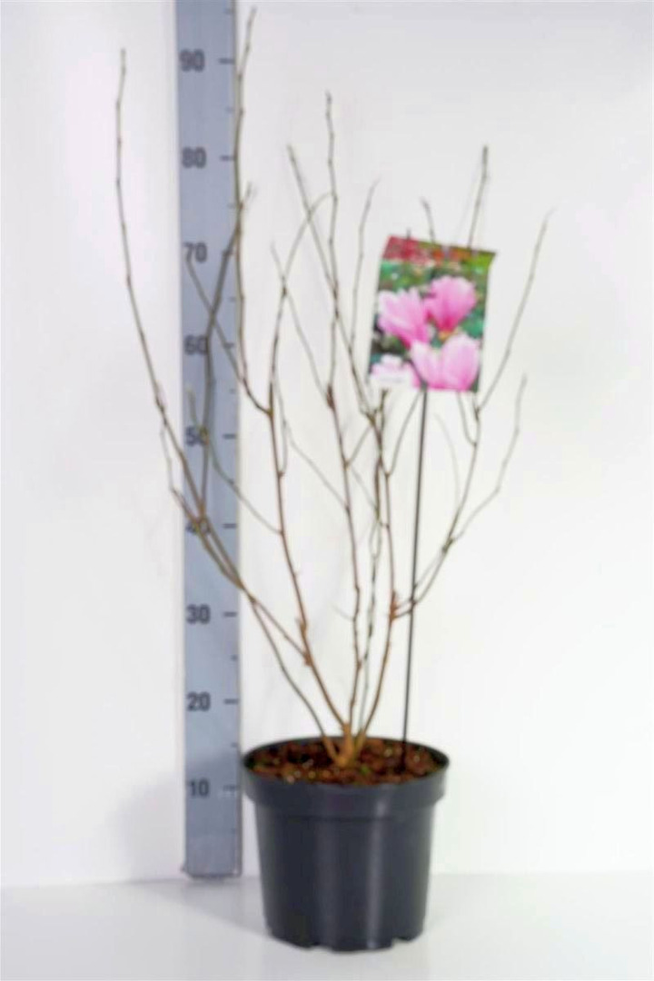 Magnolija (Lot Magnolia) 'George Henry Kern' C5/P23 50-70 CM | MAGNOLIJOS | KRŪMAI