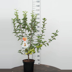 Obelis (Lot Malus) 'Golden Hornet' C7,5/P26 BUSH - nuotrauka 2