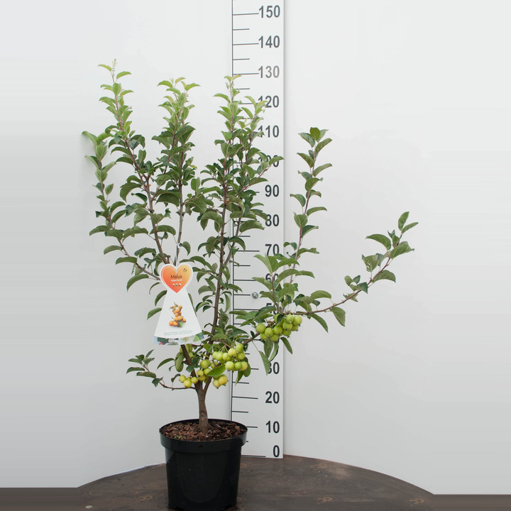 Obelis (Lot Malus) 'Golden Hornet' C7,5/P26 BUSH
