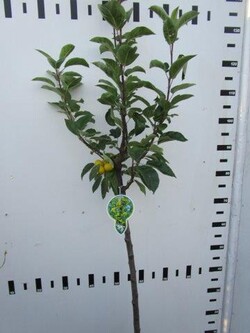 Obelis (Lot Malus) 'Golden Hornet' C5/P23 STIEBAS 80 CM - nuotrauka 1