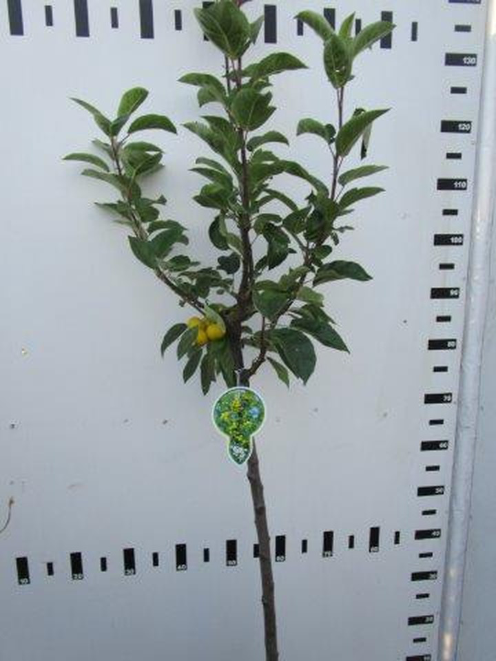 Obelis (Lot Malus) 'Golden Hornet' C5/P23 KOTAS 80 CM 2YR | OBELYS | VAISMEDŽIAI - VAISKRŪMIAI