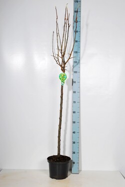 Obelis (Lot Malus) 'Golden Hornet' C5/P23 STIEBAS 80 CM - nuotrauka 2