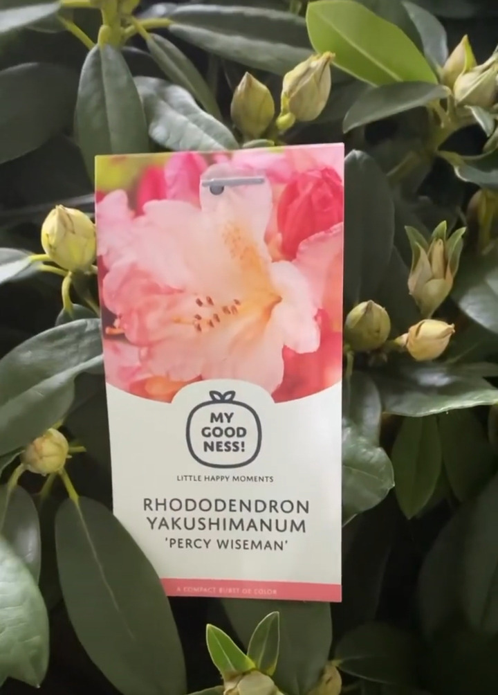 Rododendras (Lot Rhododendron) 'PERCY WISEMAN C5 50-60CM-RODODENDRAI-KRŪMAI