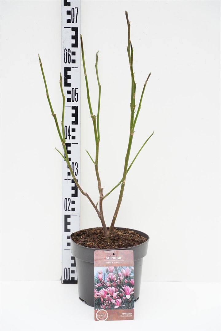 Magnolija (Lot Magnolia) 'Heaven Scent' C4/P21 60-80 CM